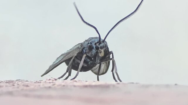 Front View Close-up Macro Shot of a Grape Clearwing Moth (Nokona regalis) Resting on a Structure
