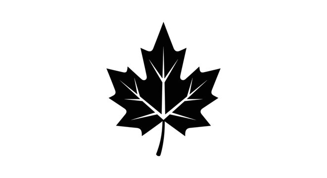 Maple Leaf Silhouette Black White Isolated Background.