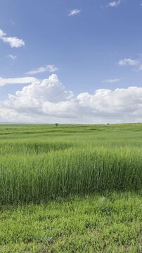 Sunny Blue Sky Over Green Wheat Fields with White Clouds &mdash; Scenic Nature Landscape in Summer Daylight 4K HDR