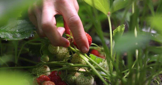 Rote reife Erdbeere wird gepfl&uuml;ckt