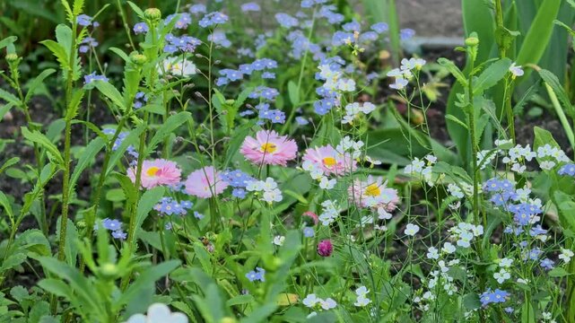 Colorful wildflowers swaying in wind in spring garden flower bed
