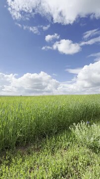 Sunny Blue Sky Over Green Wheat Fields with White Clouds &mdash; Scenic Nature Landscape in Summer Daylight 4K HDR