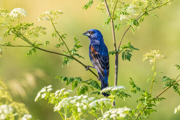 Obraz premium 01533-00914 Blue Grosbeak (Passerina caerulea) male perched on Poison Hemlock (Conium maculatum) Marion Co. IL