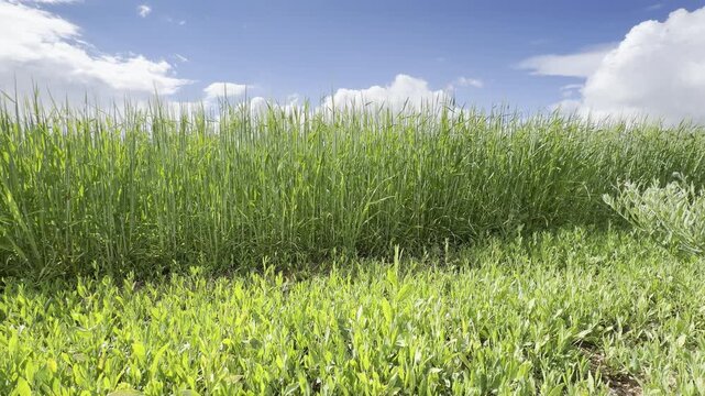 Sunny Blue Sky Over Green Wheat Fields with White Clouds &mdash; Scenic Nature Landscape in Summer Daylight 4K HDR