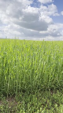 Sunny Blue Sky Over Green Wheat Fields with White Clouds &mdash; Scenic Nature Landscape in Summer Daylight 4K HDR