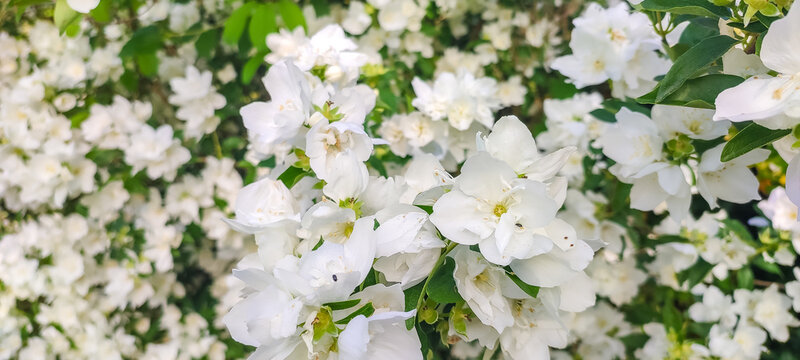 White Seringat flowering bush with abundant blossoms and green leaves in a natural outdoor setting during spring season