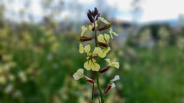Wild arugula flower blooming in the natural countryside of Koyulhisar, Sivas