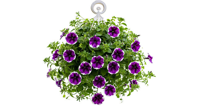 Hanging basket with vibrant purple and white petunias