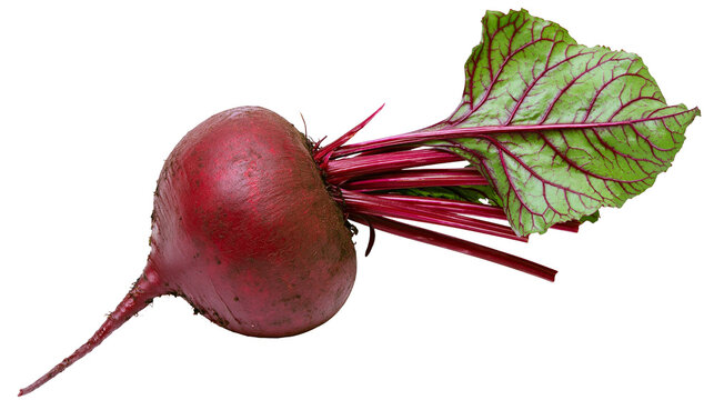 Fresh red beet with green leaves and red stems