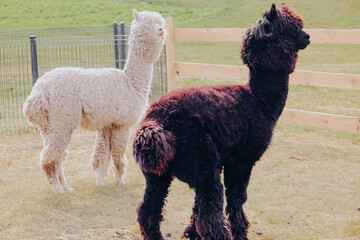 Fototapeta premium Two alpacas standing in a grassy field
