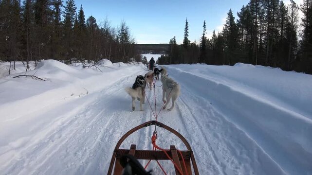 Scenic husky sledding experience in Swedish Lapland with snow-covered forests and Arctic landscape footage