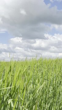 Sunny Blue Sky Over Green Wheat Fields with White Clouds &mdash; Scenic Nature Landscape in Summer Daylight 4K HDR