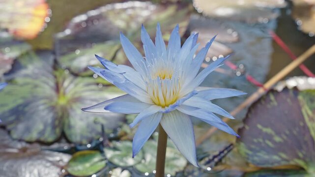 Beautiful flowering lily. Flower of Nymphaea waterlily. Flowering Nymphaea lily. Lily blossom. Blooming waterlily flower growing in water. Lilies flower in nature. Summer nature