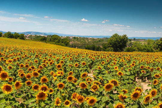 Sunflower fields in Valensole, Provence, France. Yellow sunflowers and the blue aky at sunny day.