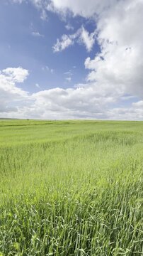 Sunny Blue Sky Over Green Wheat Fields with White Clouds &mdash; Scenic Nature Landscape in Summer Daylight 4K HDR