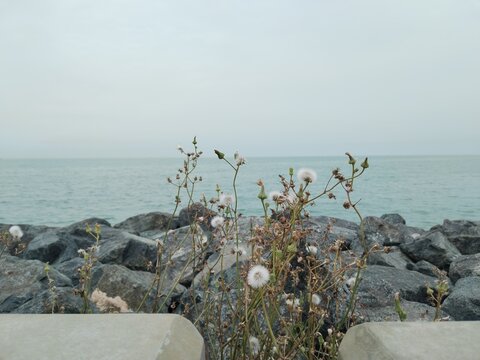Minimal coastal scene with ocean waves, rocks, and wild plants by the shore.