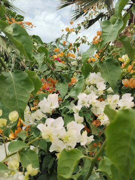 Blooming white and orange flowers in a lush garden with vibrant natural colors.
