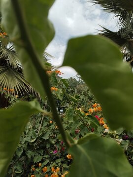 Close-up of tropical green leaves with natural sunlight and shallow depth of field.