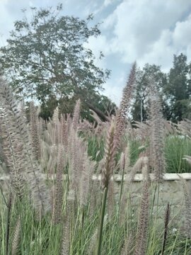 Wild grass and plants growing naturally in a calm garden landscape.