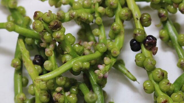 Fresh Malabar Spinach Fruit Harvest From Garden To Kitchen