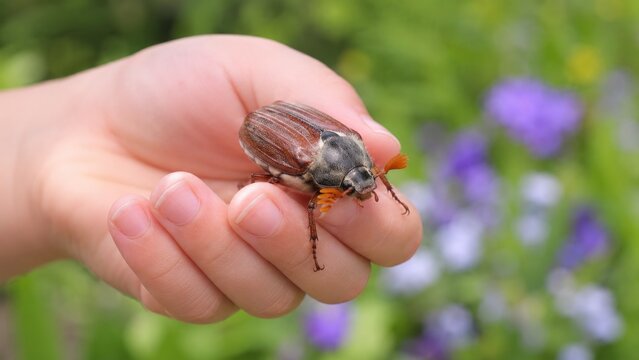 Child's hand gently holding a brown June beetle against a blurred green and purple garden background