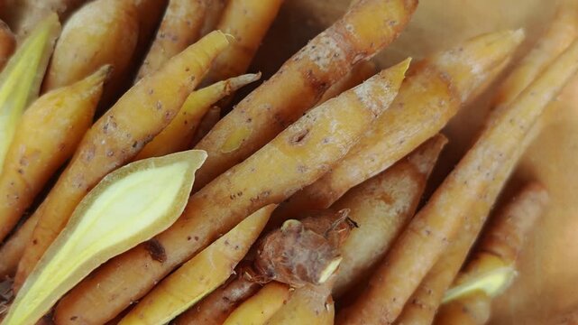 Fresh fingerroot or Chinese ginger