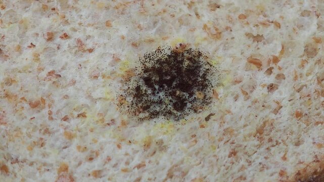 bread covered with mold. Stale bread covered with mold