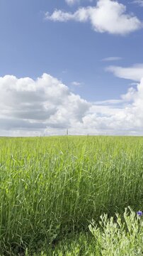 Sunny Blue Sky Over Green Wheat Fields with White Clouds &mdash; Scenic Nature Landscape in Summer Daylight 4K HDR