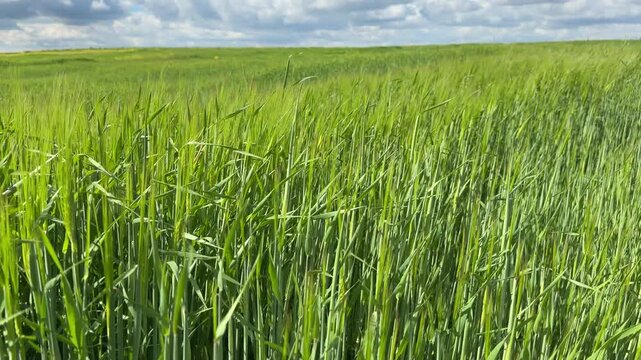 Sunny Blue Sky Over Green Wheat Fields with White Clouds &mdash; Scenic Nature Landscape in Summer Daylight 4K HDR