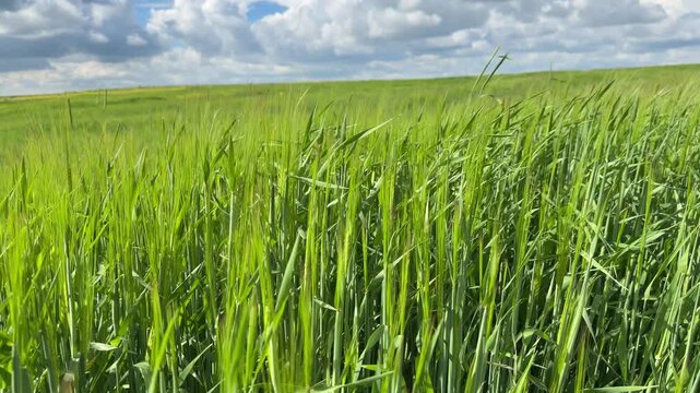Sunny Blue Sky Over Green Wheat Fields with White Clouds &mdash; Scenic Nature Landscape in Summer Daylight 4K HDR