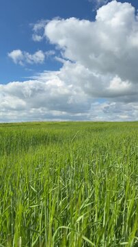 Sunny Blue Sky Over Green Wheat Fields with White Clouds &mdash; Scenic Nature Landscape in Summer Daylight 4K HDR