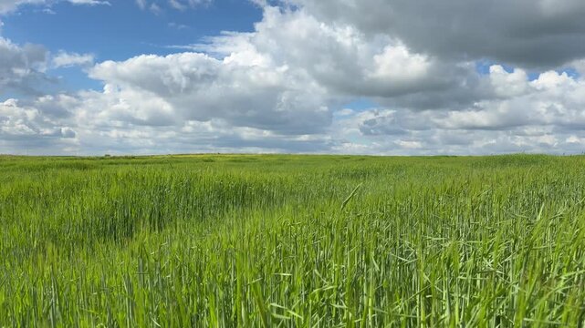 Sunny Blue Sky Over Green Wheat Fields with White Clouds &mdash; Scenic Nature Landscape in Summer Daylight 4K HDR