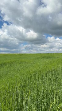 Sunny Blue Sky Over Green Wheat Fields with White Clouds &mdash; Scenic Nature Landscape in Summer Daylight 4K HDR