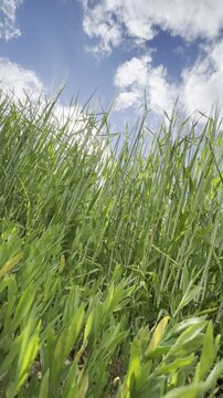 Sunny Blue Sky Over Green Wheat Fields with White Clouds &mdash; Scenic Nature Landscape in Summer Daylight 4K HDR