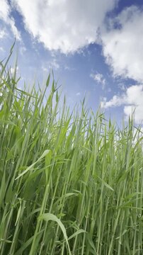 Sunny Blue Sky Over Green Wheat Fields with White Clouds &mdash; Scenic Nature Landscape in Summer Daylight 4K HDR