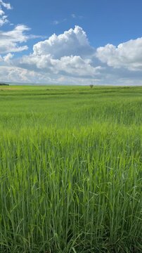Sunny Blue Sky Over Green Wheat Fields with White Clouds &mdash; Scenic Nature Landscape in Summer Daylight 4K HDR