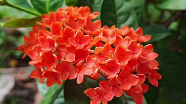 West Indian Jasmine or orange Ixora.