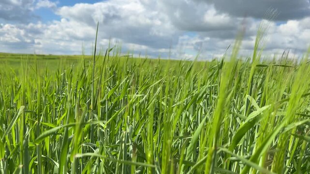Sunny Blue Sky Over Green Wheat Fields with White Clouds &mdash; Scenic Nature Landscape in Summer Daylight 4K HDR