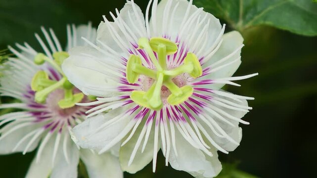 Passiflora foetida flowers blooming in the garden
