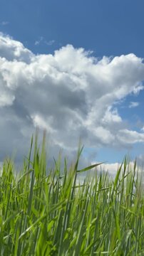 Sunny Blue Sky Over Green Wheat Fields with White Clouds &mdash; Scenic Nature Landscape in Summer Daylight 4K HDR