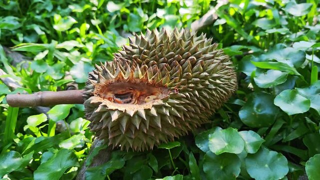 A squirrel bites a durian.