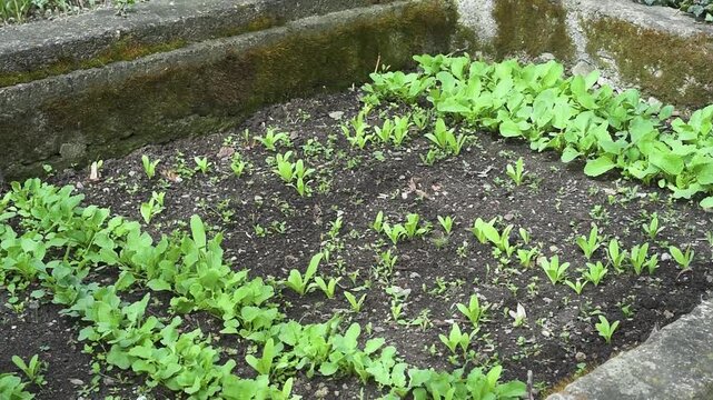 A high-angle view shows young green vegetable seedlings growing in rows within a backyard garden bed. The dark soil is framed by rustic, moss-covered concrete borders on a spring day.