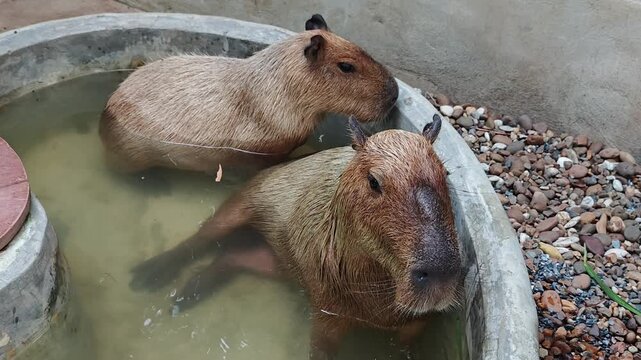 Cute capybara in bath tub.