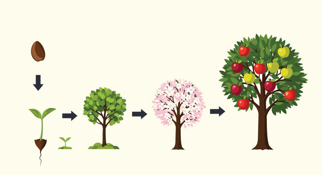 Life cycle diagram of an apple tree from a single seed to a sapling and a fully grown tree with ripe red fruit.