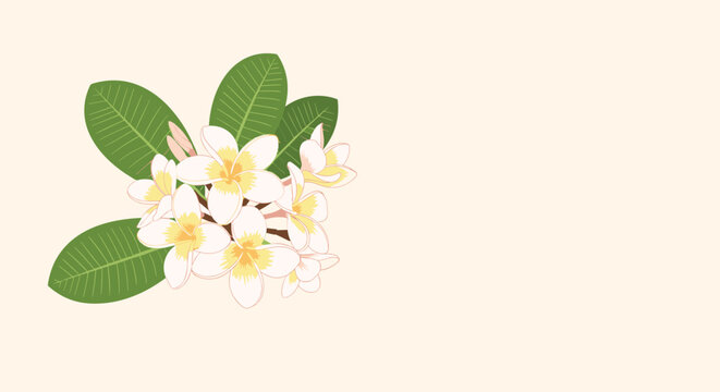 Beautiful bunch of white frangipani flowers with vibrant yellow centers and green tropical leaves on a soft beige background.
