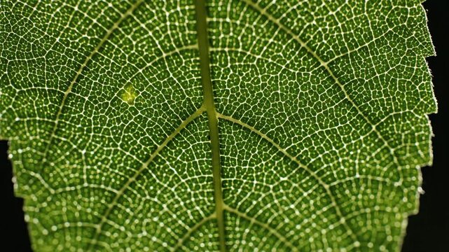 Close-up of a vibrant green leaf with intricate veins on a stark black background, ideal for luxury wallpaper or background designs.