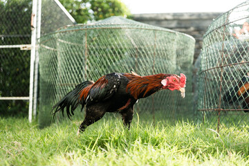 A rooster, also known as a cockerel or cock walking in the farm, Beautiful male chicken standing on the ground floor, Natural laying hen open farming in the countryside of Thailand. © Dontree