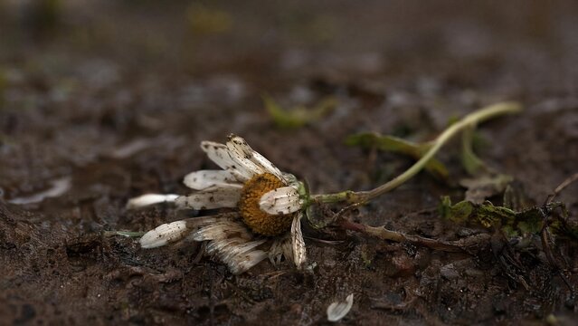 Trampled wildflower in muddy soil under soft morning light, close-up view.