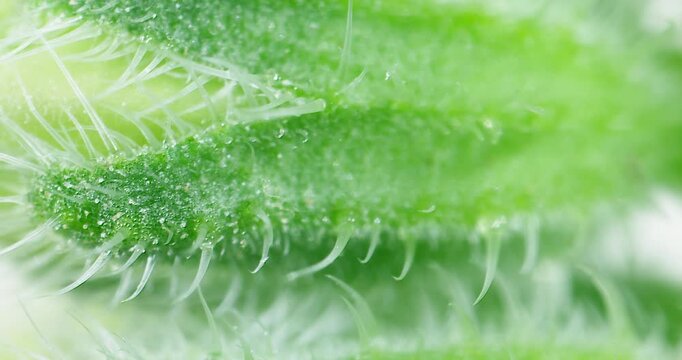 Detailed macro footage of insect compound eye and wing structure