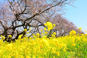 Fototapeta premium 埼玉県 熊谷市の熊谷桜堤